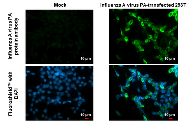 Anti-Influenza A virus PA protein antibody used in Immunocytochemistry/ Immunofluorescence (ICC/IF). GTX118991